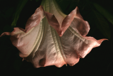Brugmansia suaveolens 'Pink Beauty' RCP 6-08 174.jpg